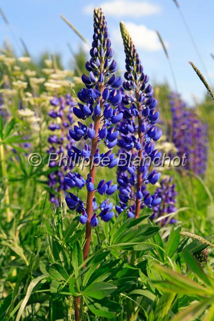 finlande 06.JPG - Lupin, LupinusLégumineuses, PapilionacéesFinlande